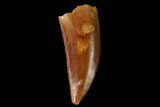 Serrated, Raptor Tooth - Real Dinosaur Tooth #160037-1
